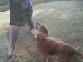 December Orphan of the Month-Cheyenne.wmv