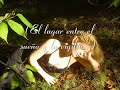 Nightwish - Sleepwalker