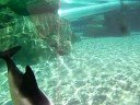 Dolphins at aquatica orlando