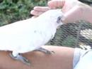 Moki the Bare Eyed Cockatoo playing Peek-a-Boo