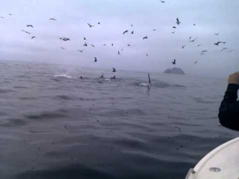 killer whale
