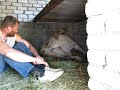 Львица Катя и её котята.