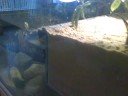 My 2 yellow bellied slider in there tank My 2 yellow bellied slider in there tank