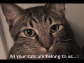 All your cats are belong to us...