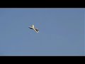 Fiat G91 Pulso Martina Massimo (Lestans-PN) Pulsejet