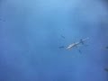 Helicopter chiller & cooling tower lift in Denver. Gerald's view from below