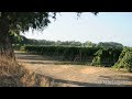 Pan of Vineyard 2.mov