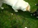 my dogs-malibu vs ringo play with a strip of cloth
