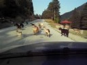 GOATS CROSS THE ROAD. SOUTH OLYMPUS