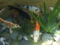 My Fish Pond - 5 Under Water