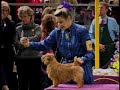 Norfolk Terrier at Westminster 2005 Norfolk Terrier at Westminster 2005