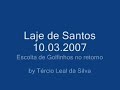 Golfinhos - Laje de Santos