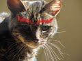 Morphing Cat