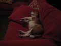 Snoring Beagle Snoring Beagle