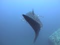 Whale Shark in Thailand