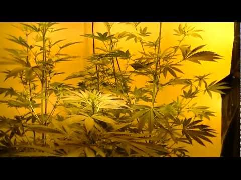 how to grow over 6 feet tall