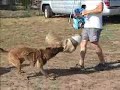 Gidget - Belgian Malinois - 1st time on Sleeve