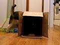 箱×ネコ - Cat Box -