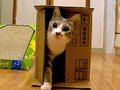 Cat-Box