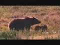 Family Outing for the Grizzlies