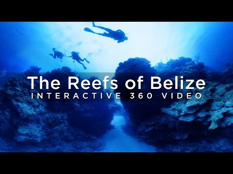 The Reefs of Belize - 360° Video - YouTube