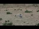 helico-stan-crash-1.html