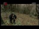 Rezzonico 8 - Funghi