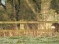 videos de Roe Deer