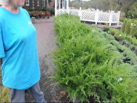 how to replant a juniper tree