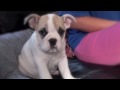 english bulldog falls asleep