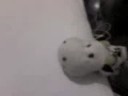 Cow Live Action #4