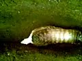 Dynastes hercules化蛹