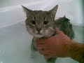 Catbook Movie: Bath time!!!