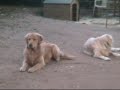 Casey Off-Leash Heeling