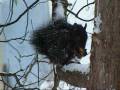 videos de Baby Squirrel's First Peanut In The Snow
