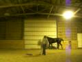 videos de MY HORSE MR.JET