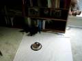 videos de kittenfight.AVI