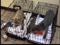Pitbull puppies found abandoned