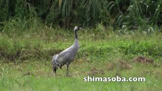 石垣島にクロヅル飛来(動画あり)
