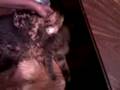 crazy webkinz cheeta cats