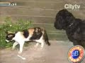 Mascotas abandonadas Mascotas abandonadas