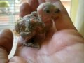 Agapornis