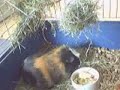 Ginger (9 months in 180 seconds)