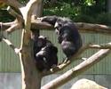 chimps-are-smarter-than-humans.html