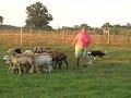 Boon Herding At DarnFar