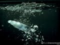 Clarity, a bottle dropped into water at high-speed