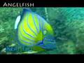 Koh Tao Thailand - The wonders below