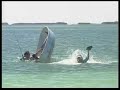 jackass-shark.html