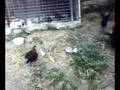 ayam hutan, junglefowl-(jinak)