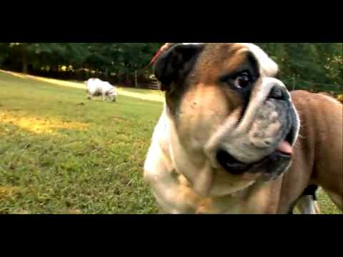 how to care english bulldog puppy